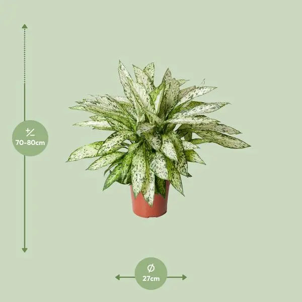 Dieffenbachia Vesuvius - Ø27cm - ↕80cm  BotanicBridge