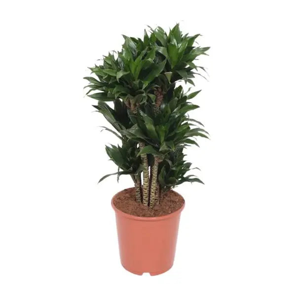 Dracaena Compacta - Ø24cm - ↕80cm  BotanicBridge