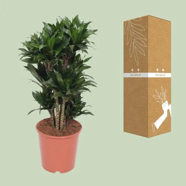 Dracaena Compacta - Ø24cm - ↕80cm  BotanicBridge