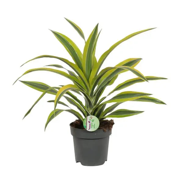 Dracaena Fragrans Lemon Lime - Ø17cm - ↕40cm  BotanicBridge