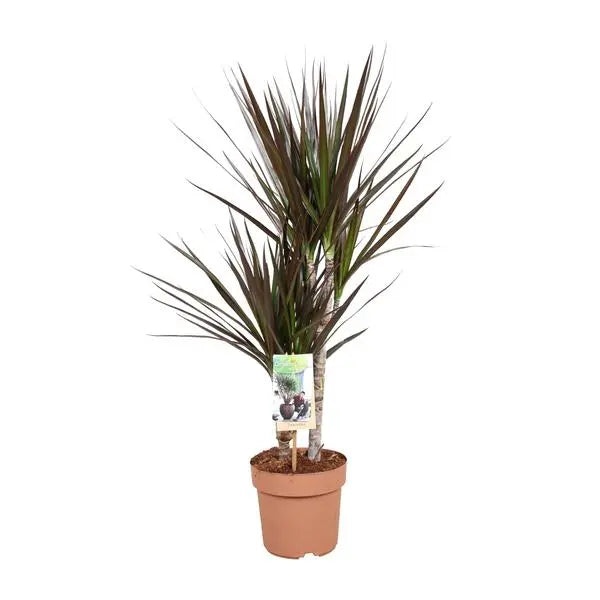 Dracaena Magenta - Ø17cm - ↕80cm  BotanicBridge