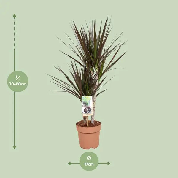 Dracaena Magenta - Ø17cm - ↕80cm  BotanicBridge