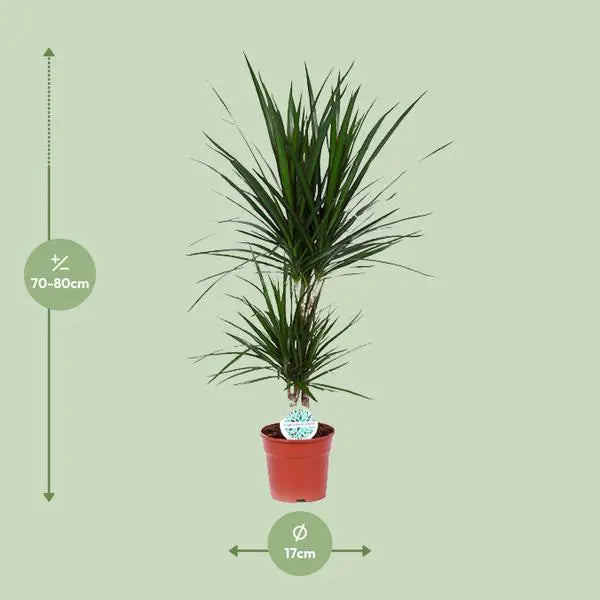 Dracaena Marginata - Ø17cm - ↕75cm  BotanicBridge