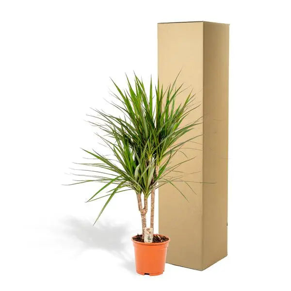 Dracaena Marginata - Ø17cm - ↕90cm  BotanicBridge