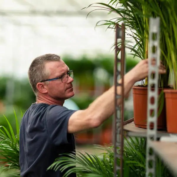 Dracaena Marginata - Ø17cm - ↕90cm  BotanicBridge