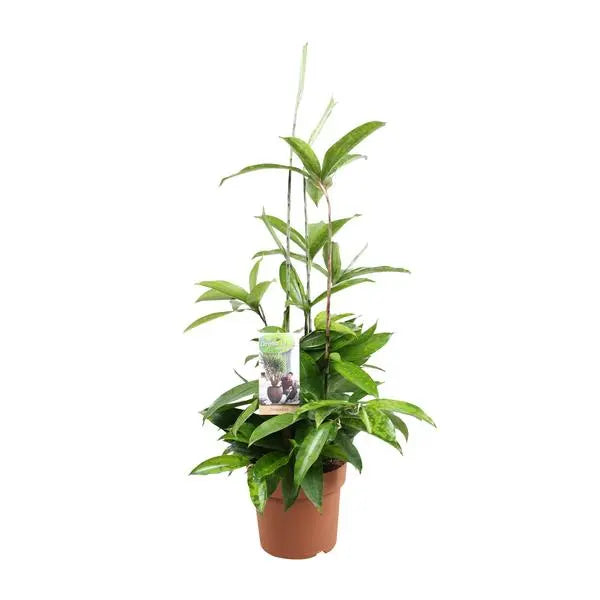 Dracaena Surculosa - Ø17cm - ↕55cm  BotanicBridge