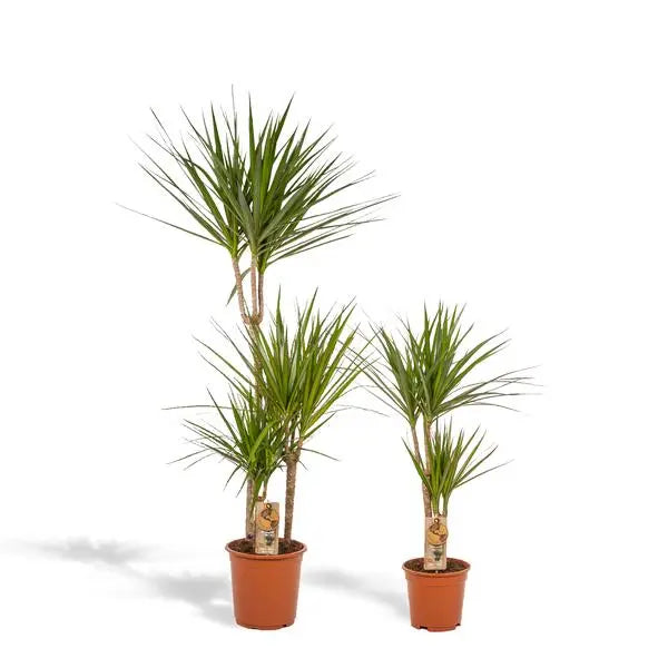 Dracaena - ↨120cm - Ø21cm + Dracaena - 70cm - Ø17cm  BotanicBridge