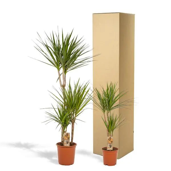 Dracaena - ↨120cm - Ø21cm + Dracaena - 70cm - Ø17cm  BotanicBridge