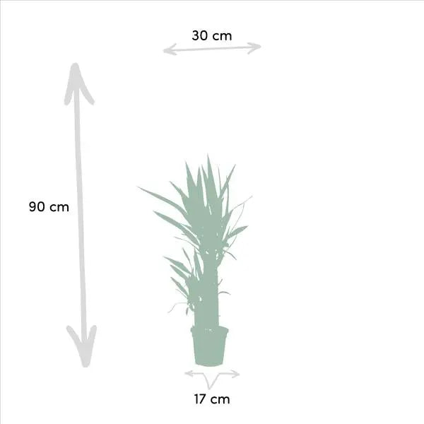 Dracaena ↨70cm - Ø17cm + Yucca ↨90cm - Ø17cm  BotanicBridge