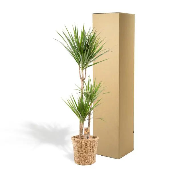 Dracaena met mand - ↨120cm - Ø21cm  BotanicBridge