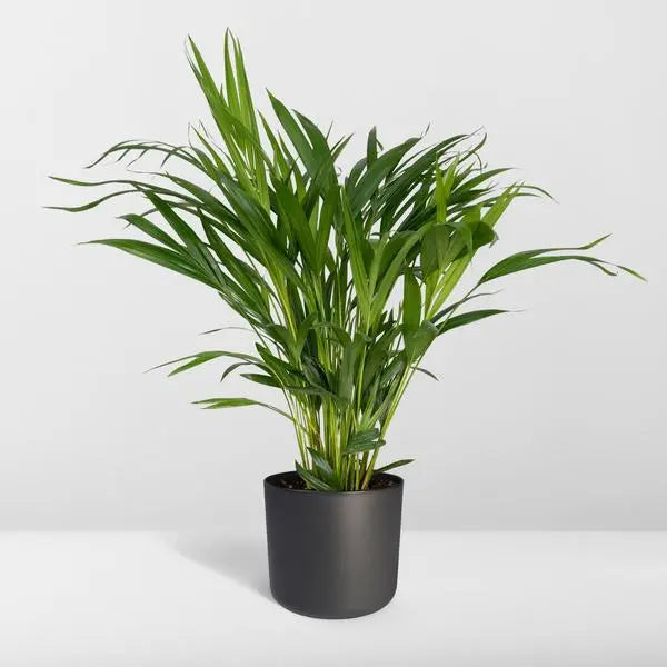 Dypsis Lutescens - Areca - Ø17cm - ↕60cm  BotanicBridge