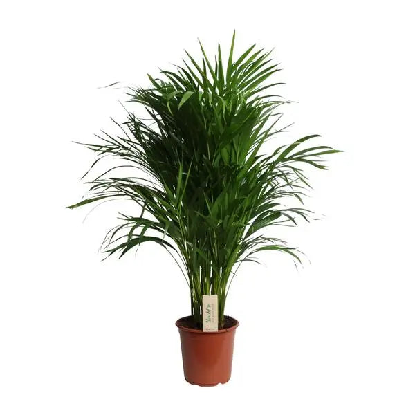 Dypsis Lutescens (Areca) - Ø21cm - ↕100cm  BotanicBridge