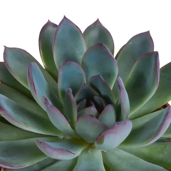 Echeveria mix 10.5 cm - 3x - in terracotta pot  BotanicBridge