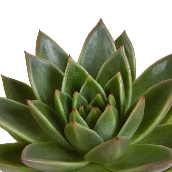 Echeveria mix 10.5 cm - 3x - in terracotta pot  BotanicBridge