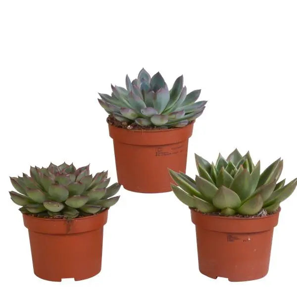 Echeveria mix 10.5 cm - 3x - zonder pot  BotanicBridge