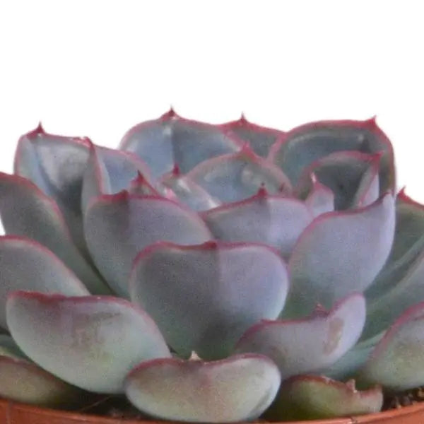 Echeveria mix 8.5 cm - 3x - in terracotta pot  BotanicBridge