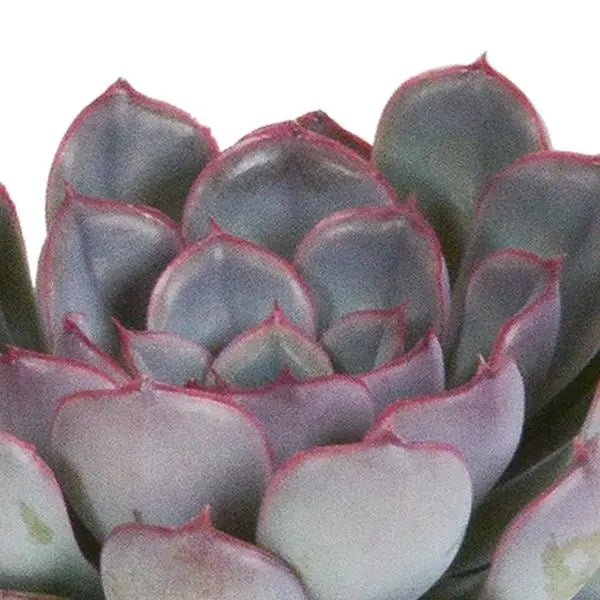 Echeveria mix 8.5 cm - 3x - zonder pot  BotanicBridge