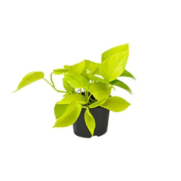 Epipremnum Golden Pothos - Scindapsus - Ø12 - ↕15cm  BotanicBridge