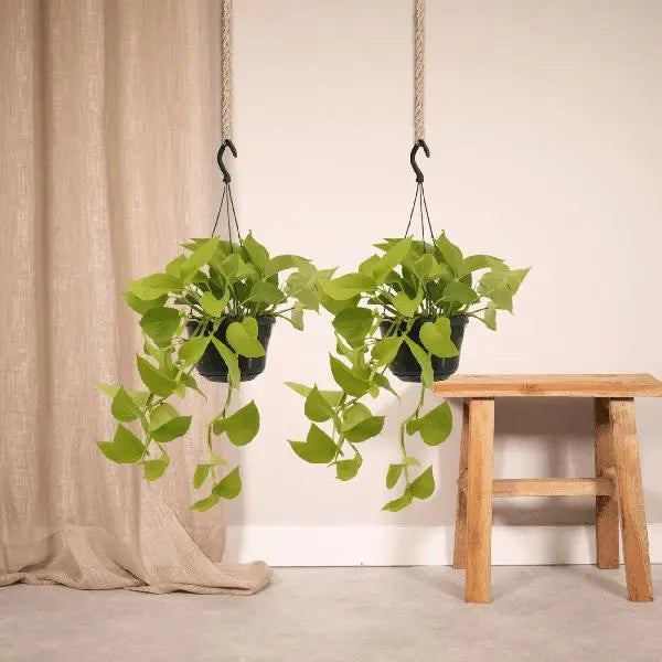 Epipremnum Golden Pothos (Scindapsus) - 2 stuks - Ø15cm - ↕25cm  BotanicBridge