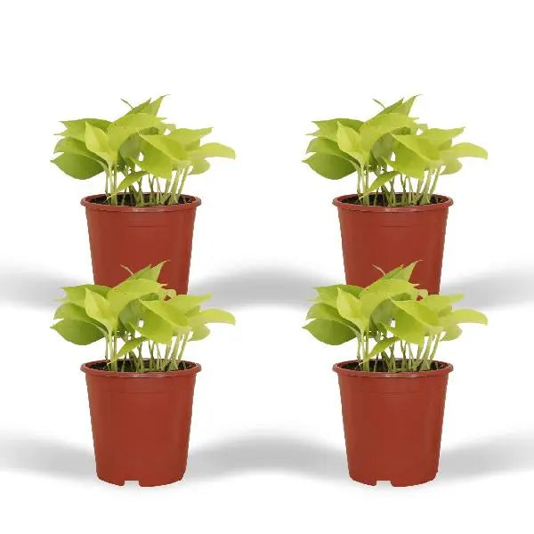 Epipremnum Golden Pothos (Scindapsus) - 4 stuks - Ø12cm - ↕15cm  BotanicBridge