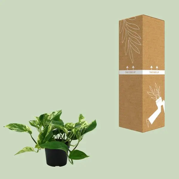 Epipremnum Marble Queen - Ø12cm - ↕25cm  BotanicBridge