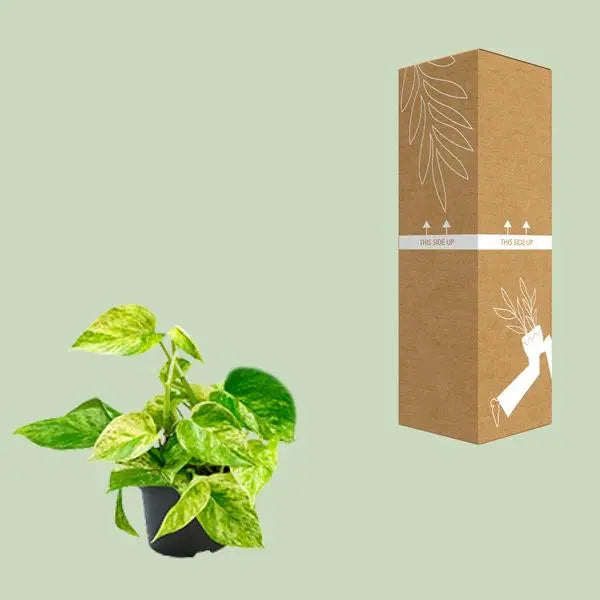 Epipremnum Marble Queen - Scindapsus - Ø15cm - ↕25cm - Ø12 - ↨15cm  BotanicBridge