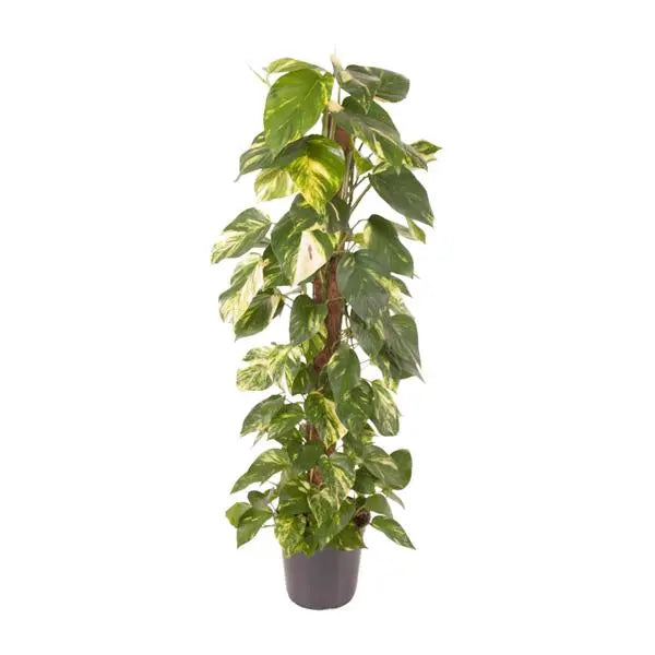 Epipremnum Pinnatum - Ø24cm - ↕120cm  BotanicBridge