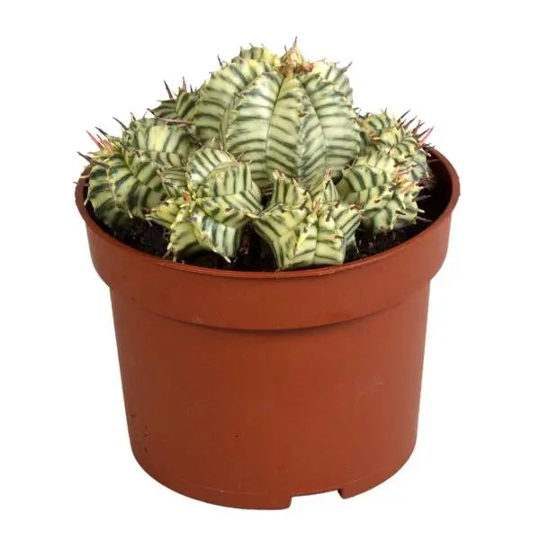 Euphorbia meloformis variegata - clay - 10,5cm - 1x  BotanicBridge