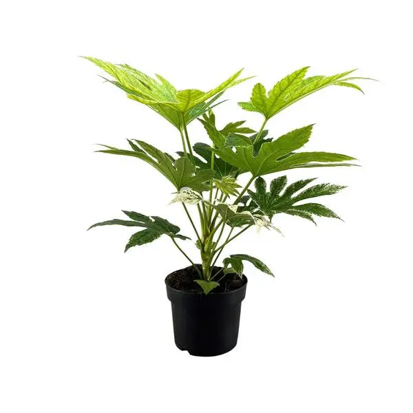 Fatsia Japonica Spider Web - Ø17cm - ↕50cm  BotanicBridge