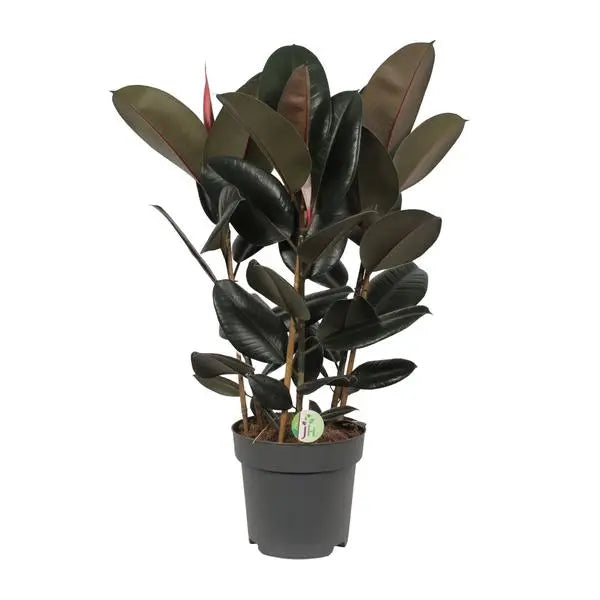 Ficus Abidjan - Ø27cm - ↕90cm  BotanicBridge