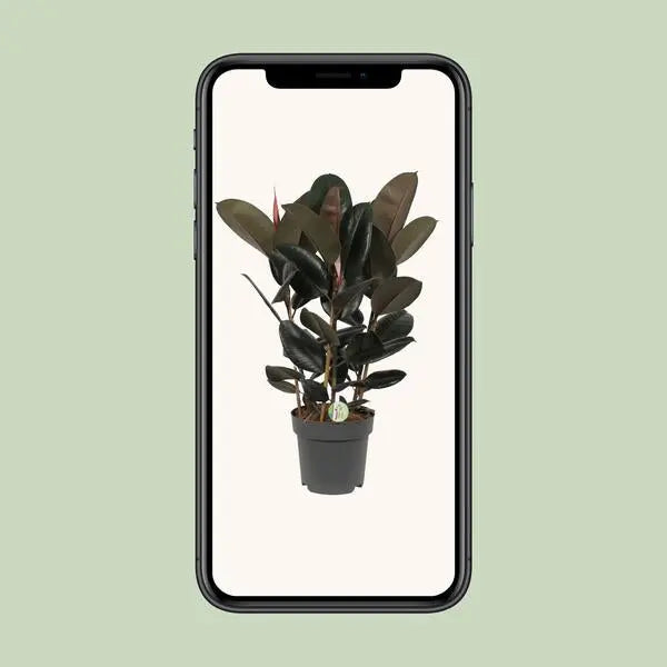 Ficus Abidjan - Ø27cm - ↕90cm  BotanicBridge