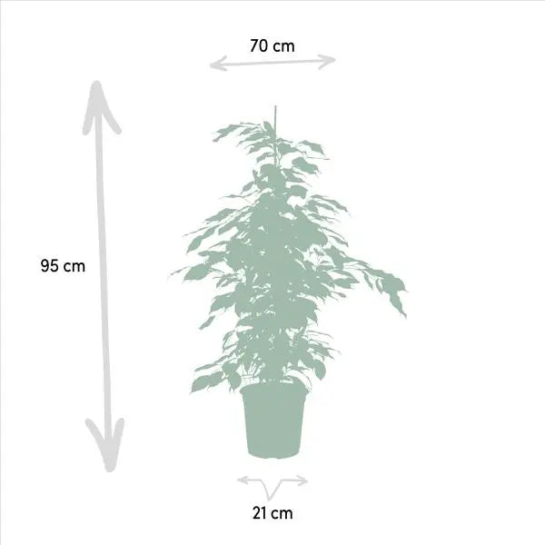 Ficus Benjamina Danielle - Ø21cm - ↕95cm + Ficus Benjamina Twilight - Ø21cm - ↕95cm + Ficus Microcarpa Moclame - Ø21cm - ↕95cm  BotanicBridge