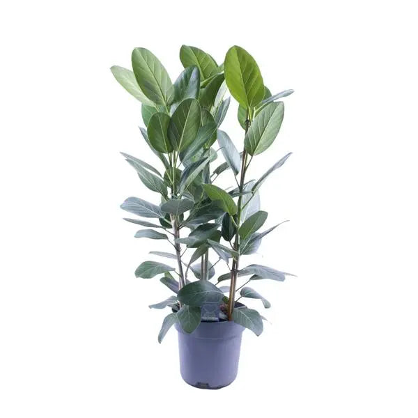 Ficus Binnendijkii Amstel King Gold - Ø27cm - ↕75cm  BotanicBridge