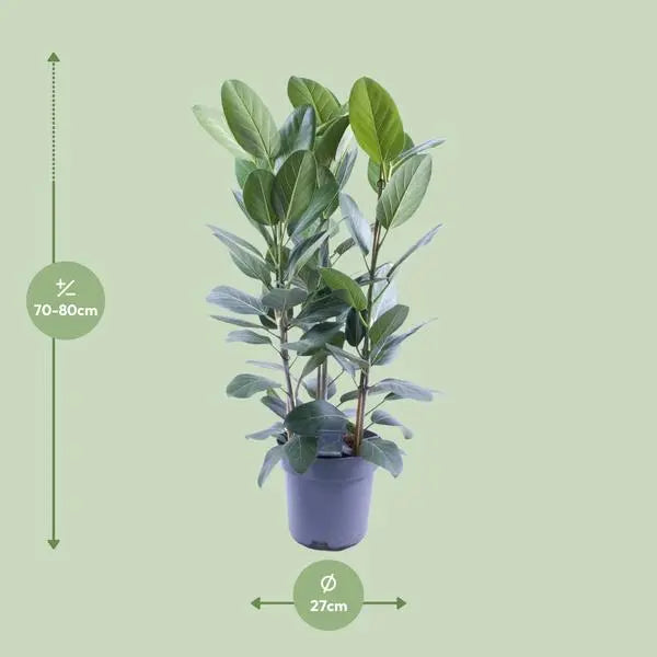 Ficus Binnendijkii Amstel King Gold - Ø27cm - ↕75cm  BotanicBridge