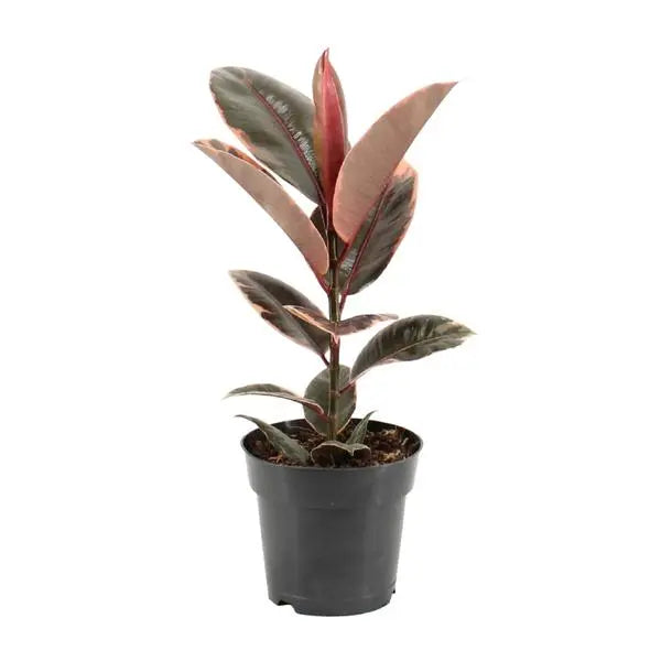 Ficus Elastica Belize - Ø17cm - ↕55cm  BotanicBridge