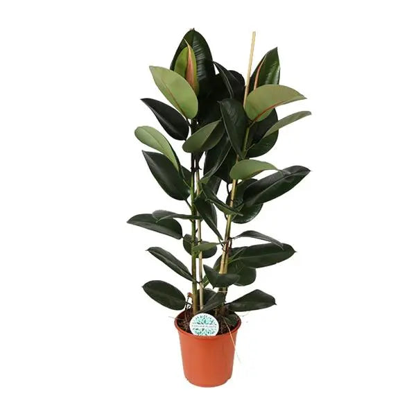 Ficus Elastica Robusta - Ø24cm - ↕110cm  BotanicBridge