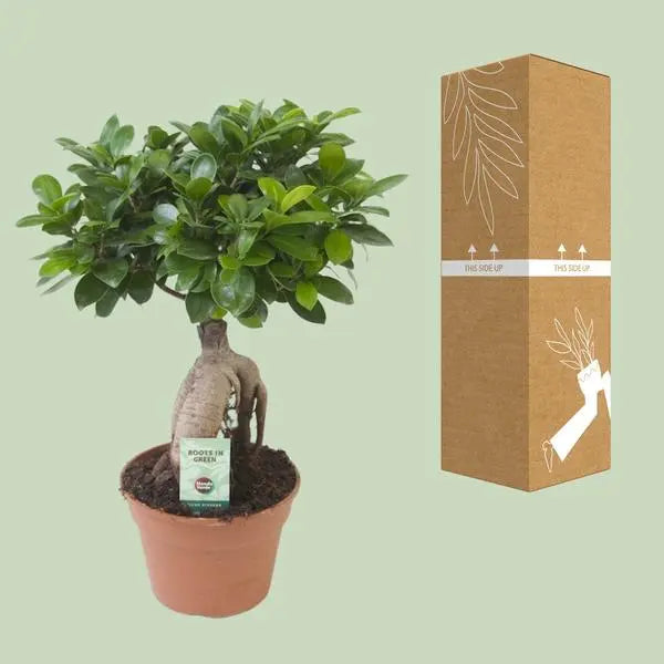 Ficus Ginseng - Ø17cm - ↕40cm  BotanicBridge