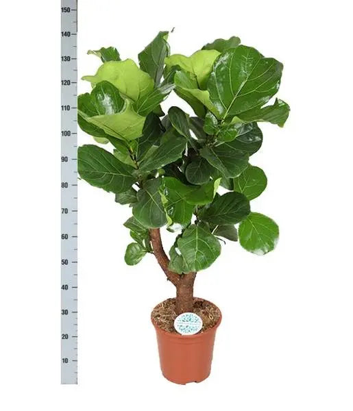 Ficus Lyrata (Vertakt) Ø27cm ↕130cm in Boule ANTRACIET pot  BotanicBridge