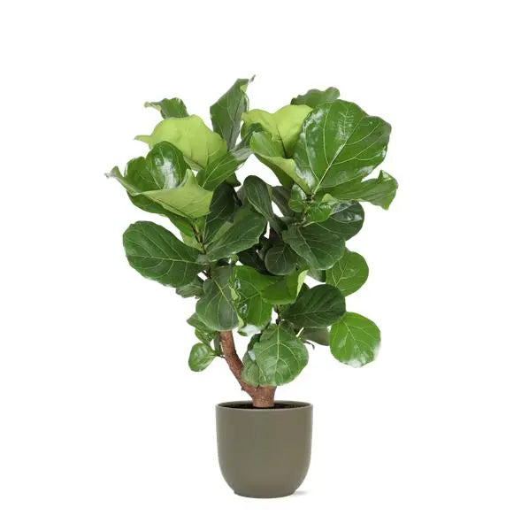 Ficus Lyrata (vertakt) Ø24cm ↕110cm in Boule OLIJF pot  BotanicBridge