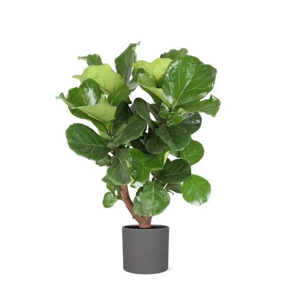 Ficus Lyrata (vertakt) Ø24cm ↕110cm in Era ANTRACIET pot  BotanicBridge