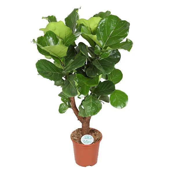 Ficus Lyrata (vertakt) - Ø27cm - ↕140cm  BotanicBridge