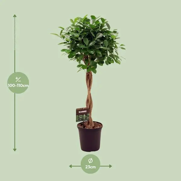 Ficus Micr. Moclame - Ø23cm - ↕110cm  BotanicBridge