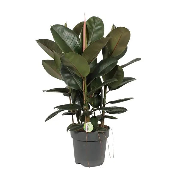 Ficus Robusta - Ø27cm - ↕90cm  BotanicBridge