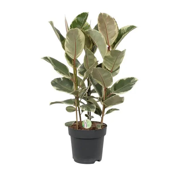 Ficus Tineke - Ø27cm - ↕85cm  BotanicBridge