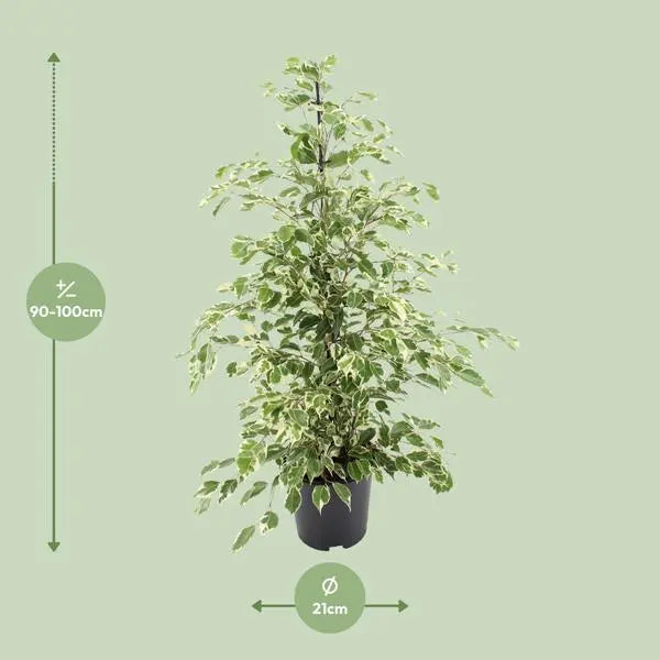 Ficus benjamina Twilight - Ø21cm - ↕95cm  BotanicBridge