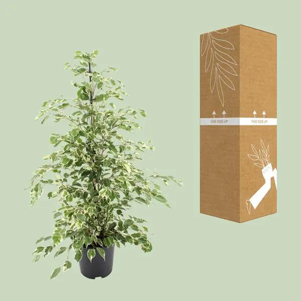 Ficus benjamina Twilight - Ø21cm - ↕95cm  BotanicBridge