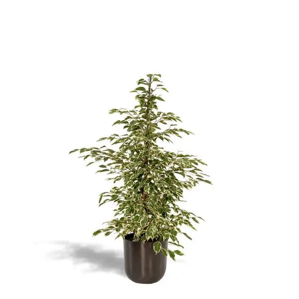 Ficus benjamina Twilight - Ø21cm - ↕95cm + Pot Mayk Lead  BotanicBridge