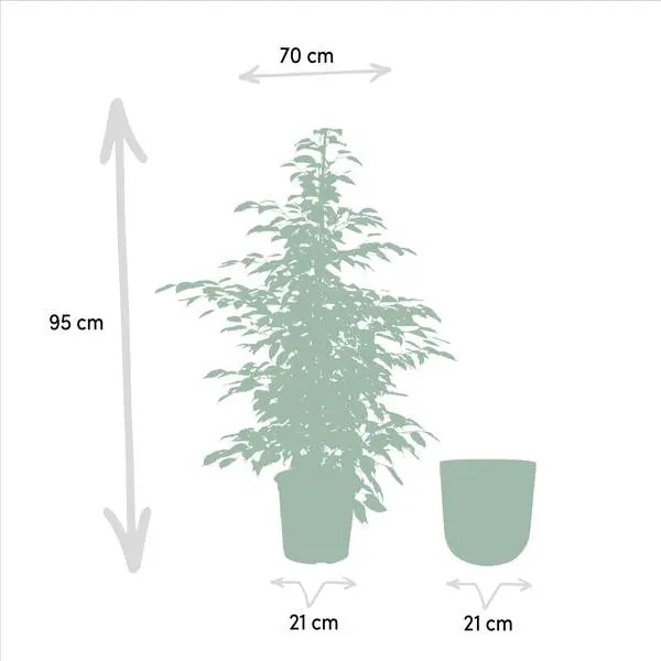 Ficus benjamina Twilight - Ø21cm - ↕95cm + Pot Mayk Lead  BotanicBridge