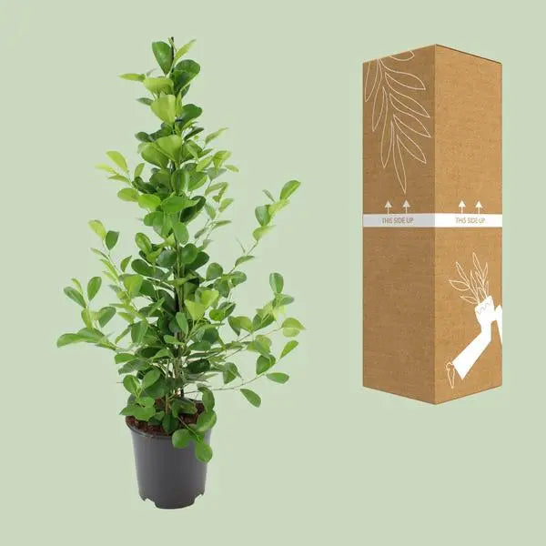 Ficus microcarpa Moclame - Ø21cm - ↕95cm  BotanicBridge