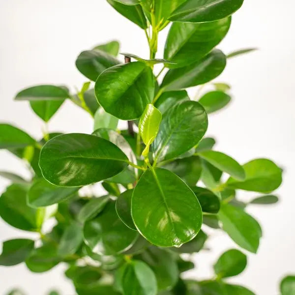 Ficus microcarpa Moclame - Ø21cm - ↕95cm + Pot Mayk Lead  BotanicBridge